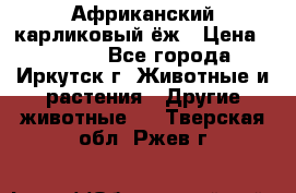 Африканский карликовый ёж › Цена ­ 6 000 - Все города, Иркутск г. Животные и растения » Другие животные   . Тверская обл.,Ржев г.